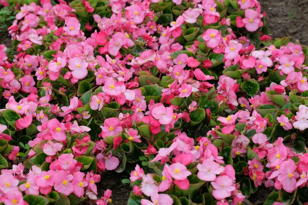 Welche Strategien gibt es um den Umzug umweltfreundlich zu gestalten?